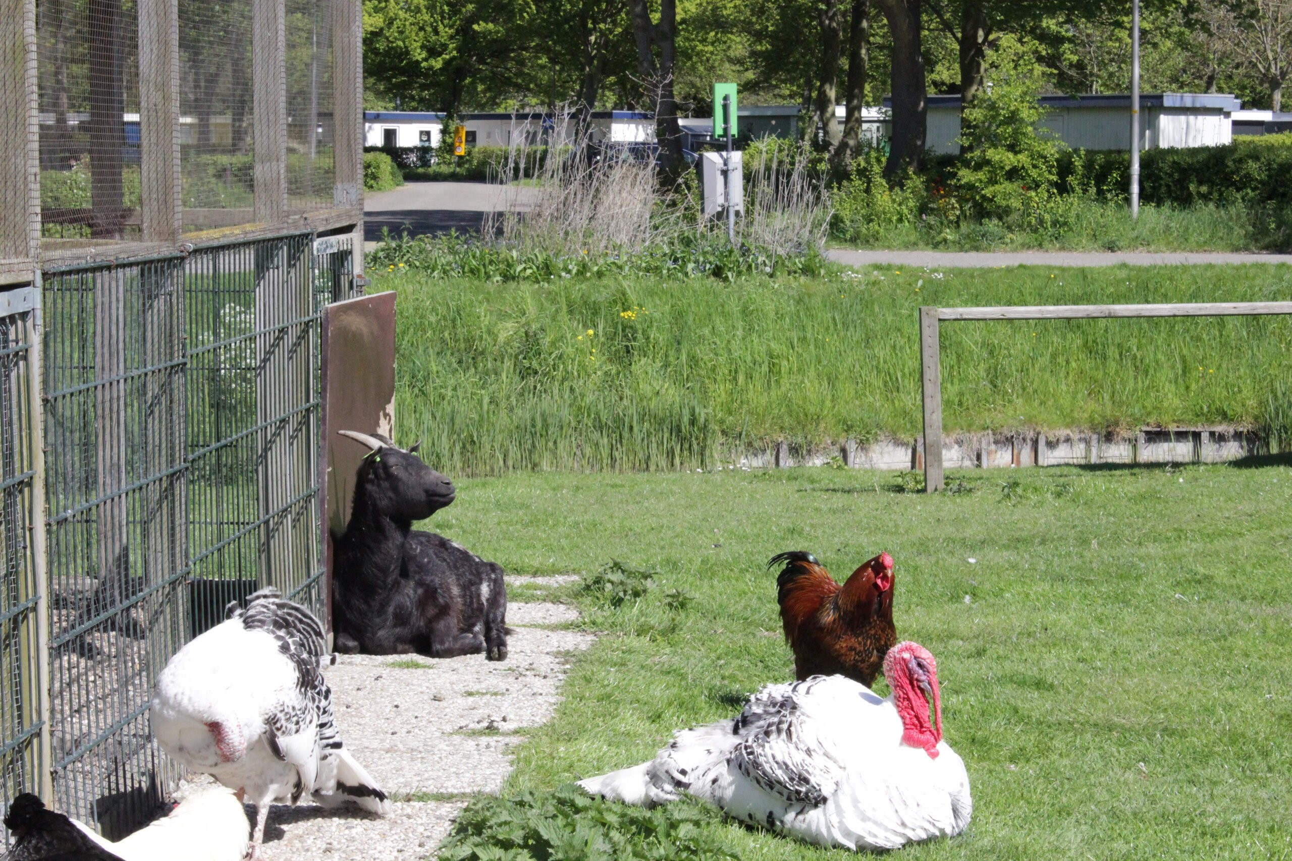 Dierenweide grootslag ijsselhof