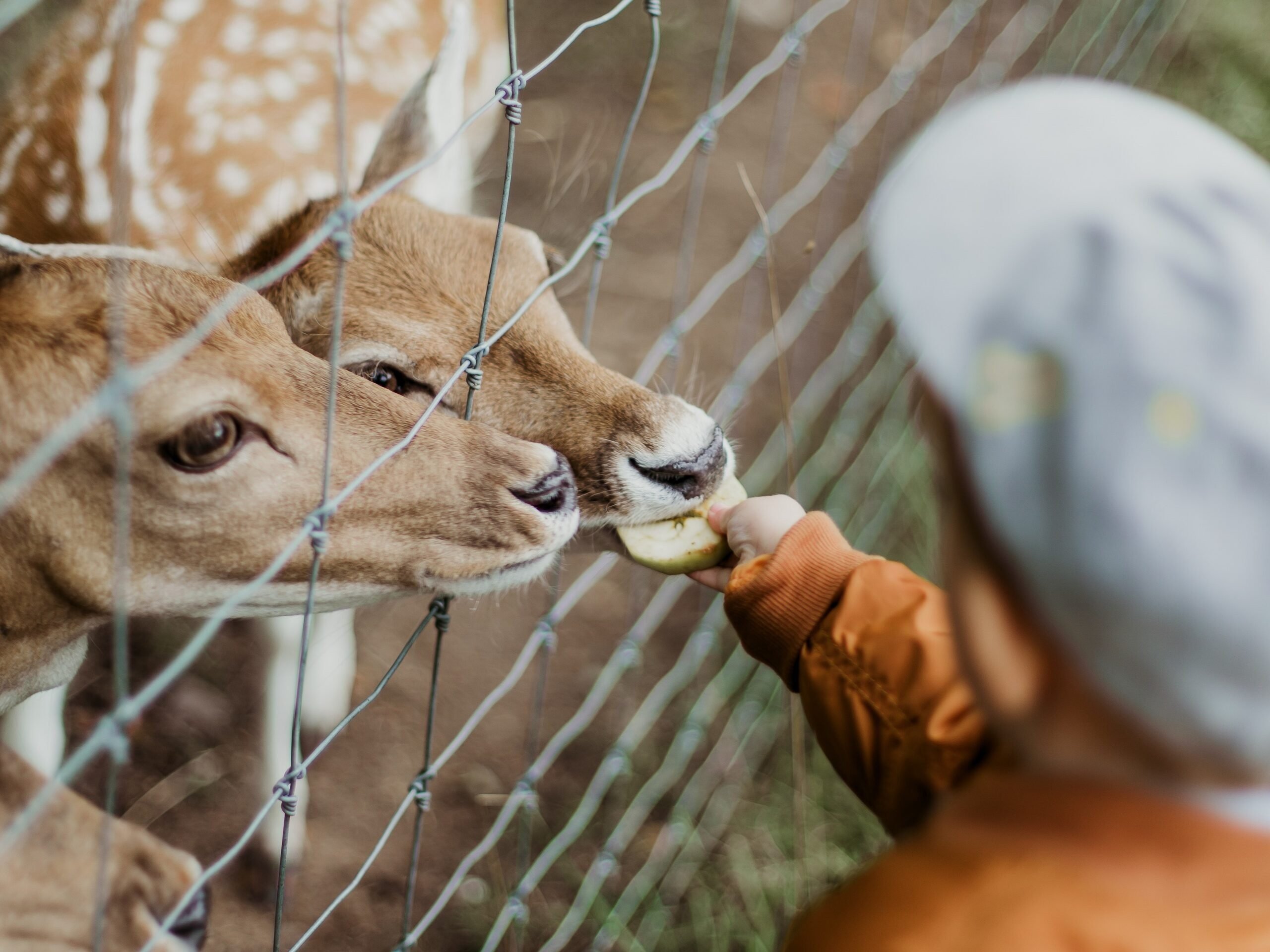 Kinderboerderij voeren