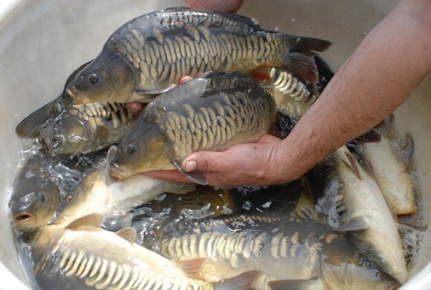 Wat meenemen op een karpervakantie?