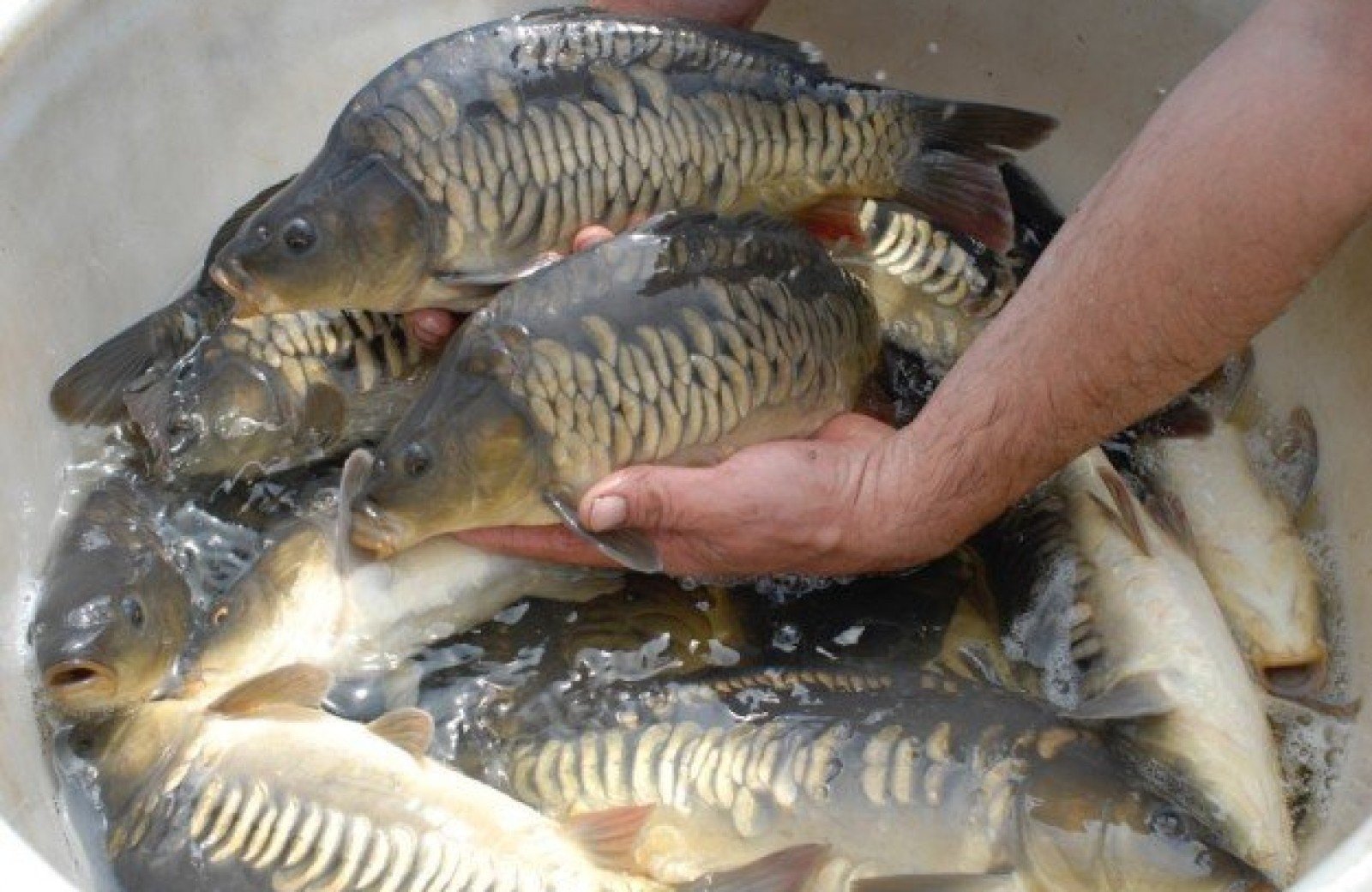 Heel veel vissoorten